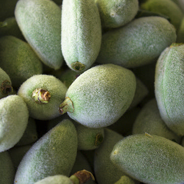 Aceite de Almendra Dulce