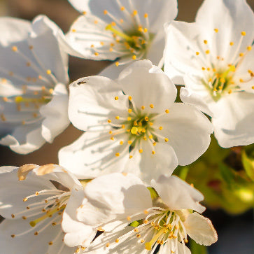 Extracto de Flor de Cerezo