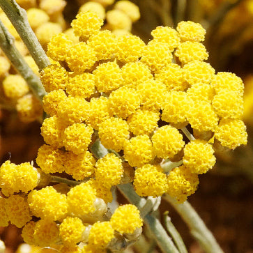 Súper Extracto de Immortelle
