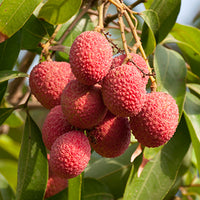 Litchi Featured Ingredient - L'Occitane