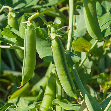 Peptidos de guisante