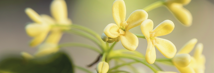 Osmanthus