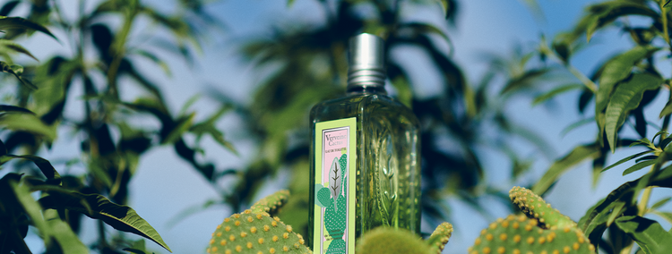 Verbena Cactus