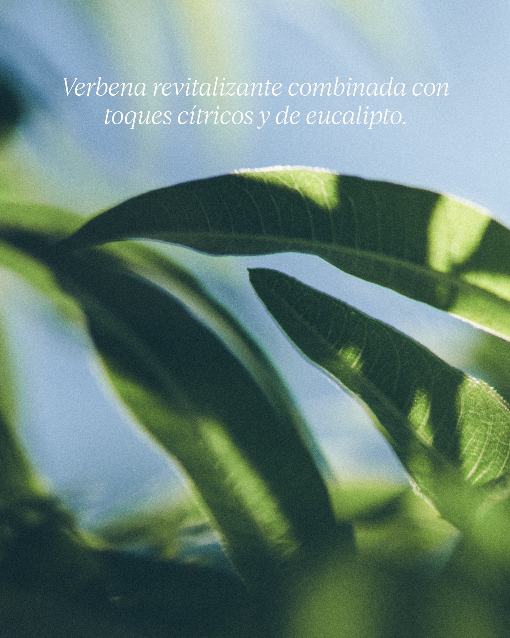 JABÓN LÍQUIDO PARA MANOS KARITÉ VERBENA - Image 7