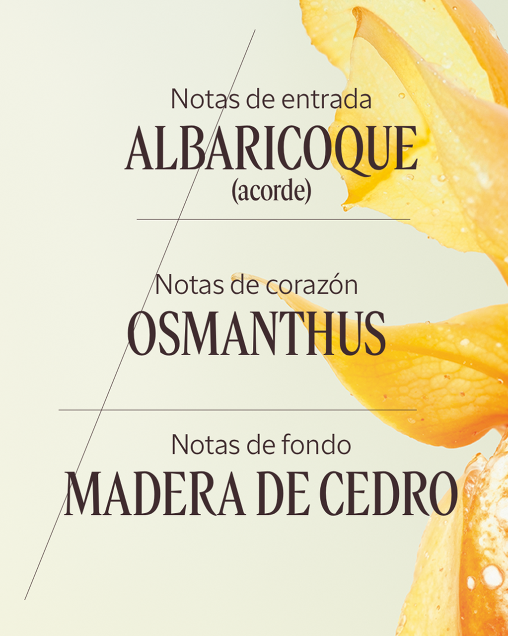 EAU DE TOILETTE OSMANTHUS ABRICOT