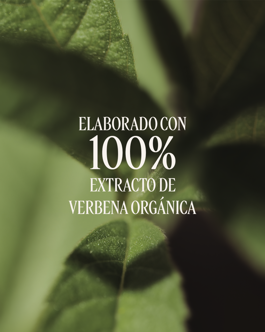 DESODORANTE VERBENA CITRUS