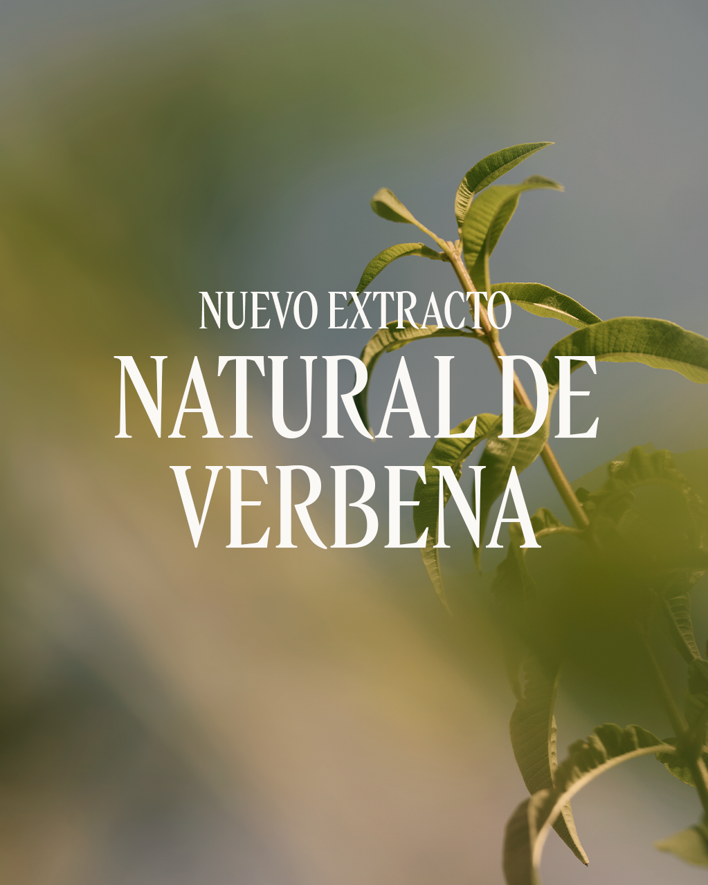 VERBENA PERFUMED SHOWER GEL - Illustration 3