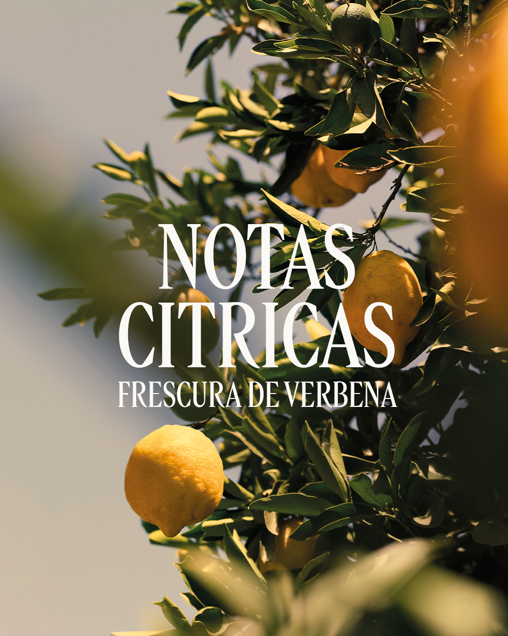 CITRUS VERVENA STICK DEODORANT - Illustration 3