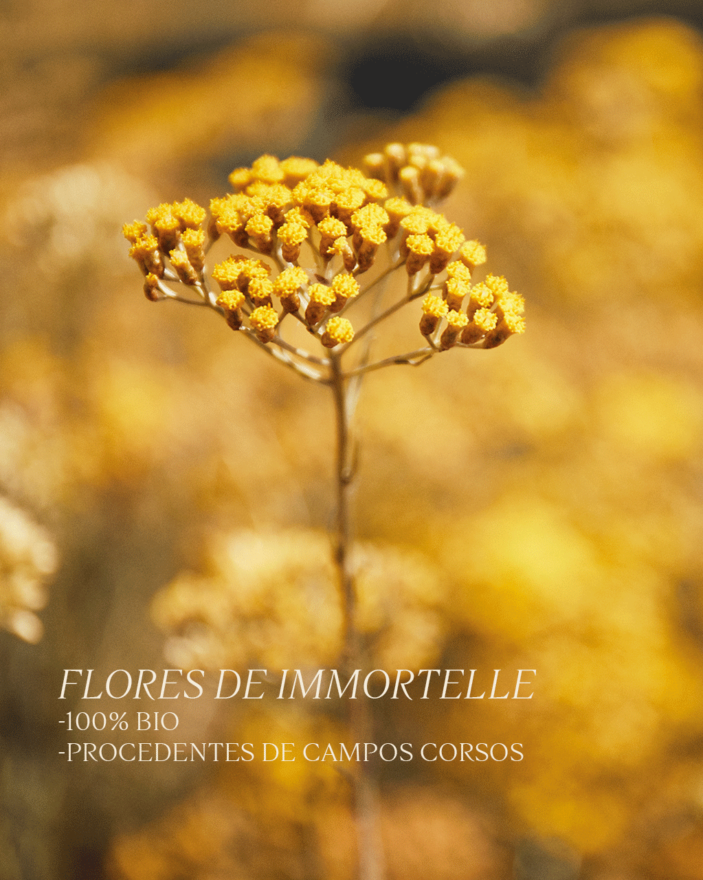 BÁLSAMO DE OJOS PRECIOUS IMMORTELLE