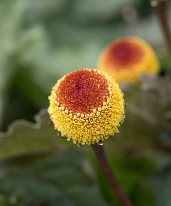 Image-text-2