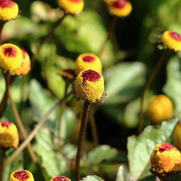 Extracto de Acmella Oleracea