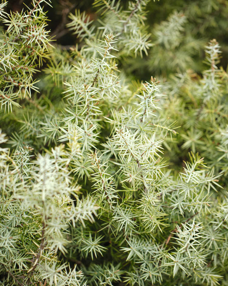 Image-text-2