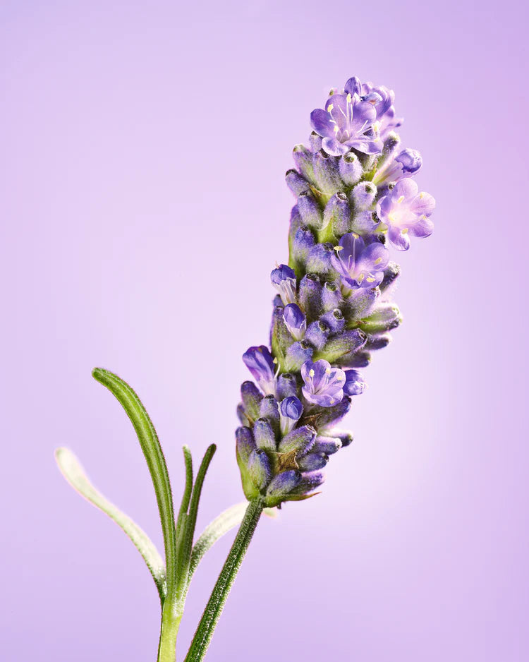 Image-text-1