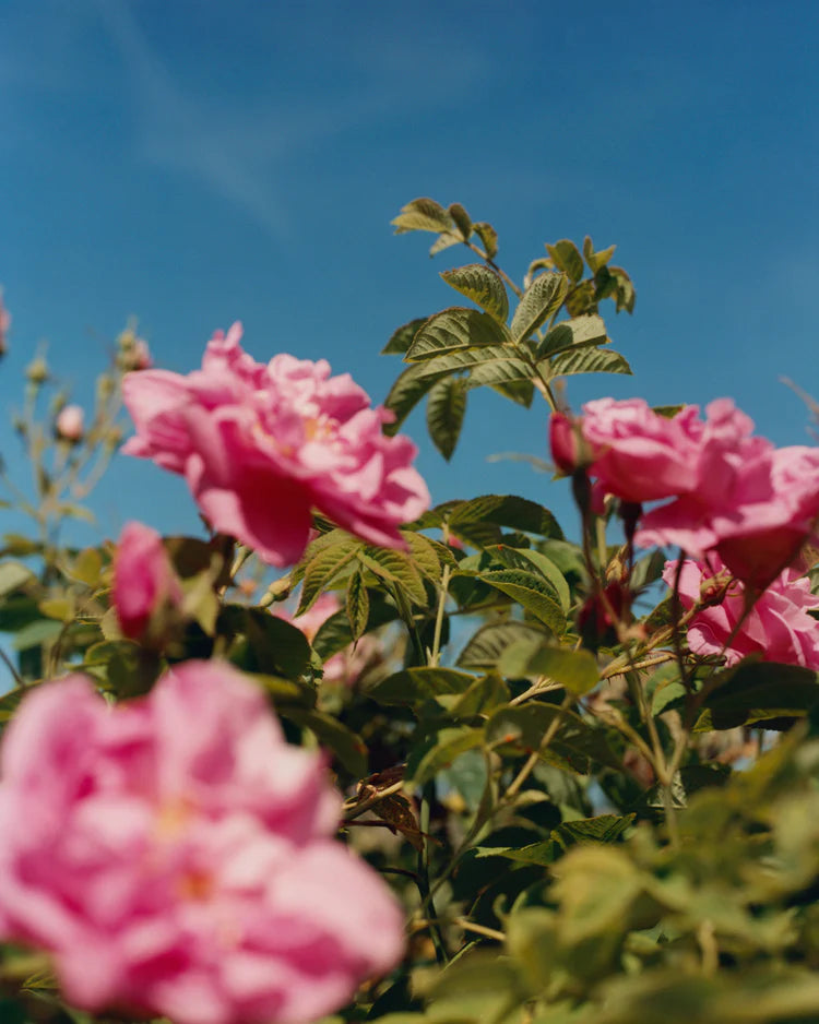 Image-text-2