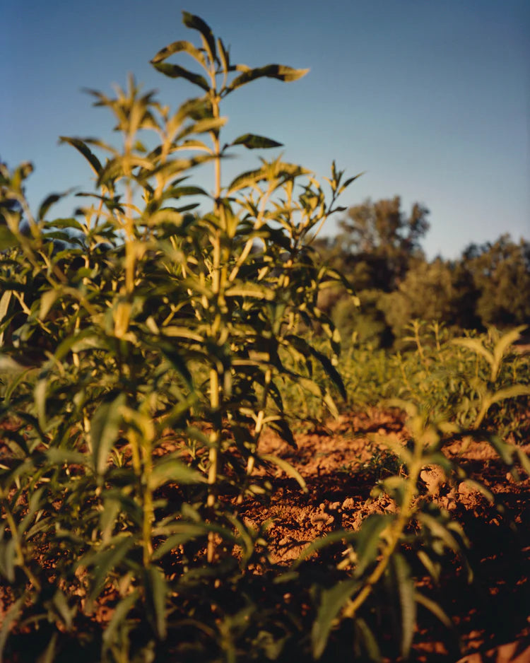 Image-text-3