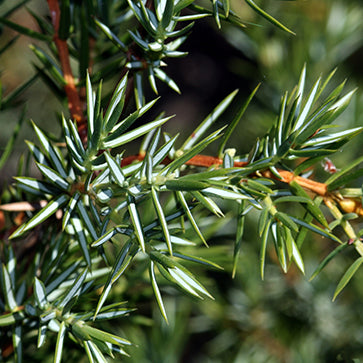 Aceite Esencial Orgánico de Cade