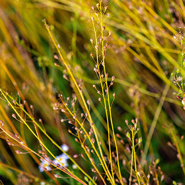 Aceite de Semillas de Camelina