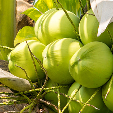 Aceite de coco