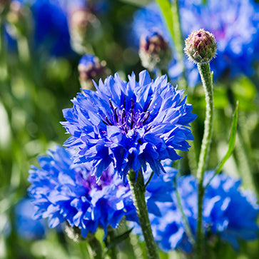 Agua de flor de aciano