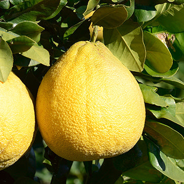 Pomelo de Córcega