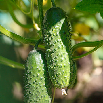 Pepino