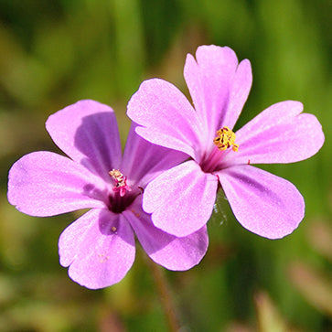 Aceite esencial de geranio