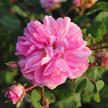 Agua Floral de Rosa Centifolia