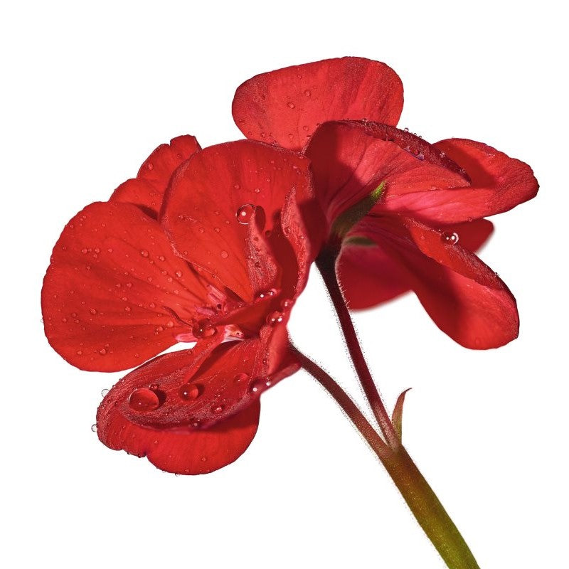 Image with text