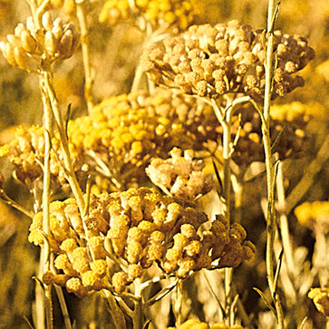 Extracto súper acuoso de Immortelle