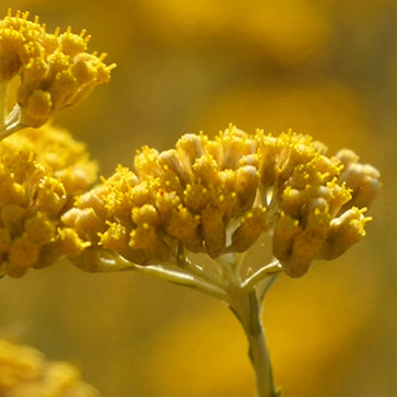 Aceite Esencial de Immortelle