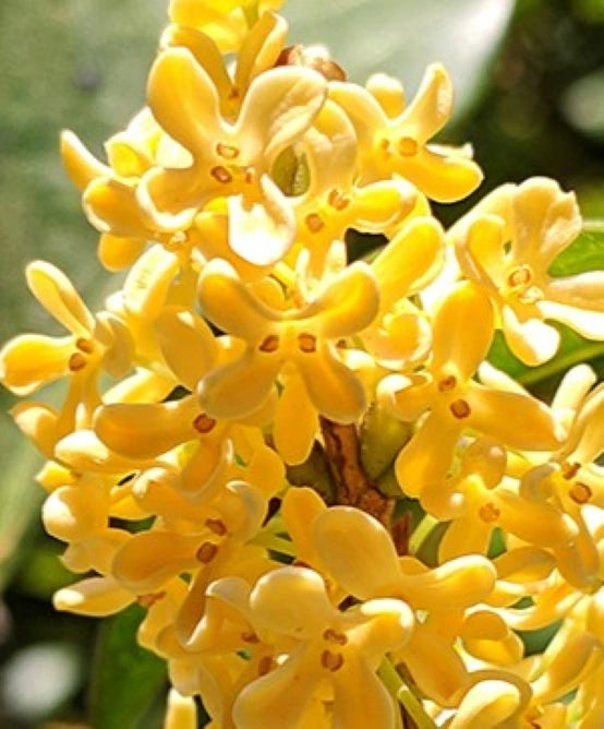 Image-text-1