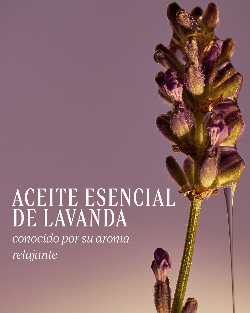 JABÓN LÍQUIDO PARA MANOS Y CUERPO DE KARITÉ LAVANDA - Image 3