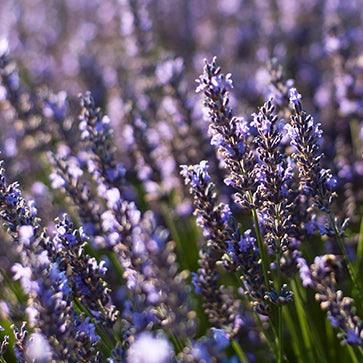Aceite Esencial de Lavanda