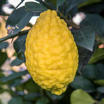 Aceite Esencial de Cedrat