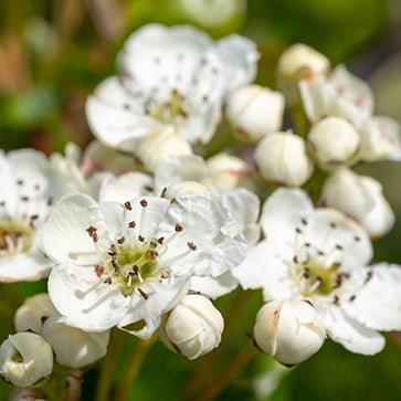 Extracto de Flor de Mayo