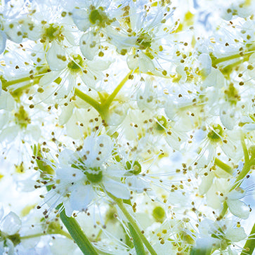 Flores Orgánicas de la Reina de los Prados