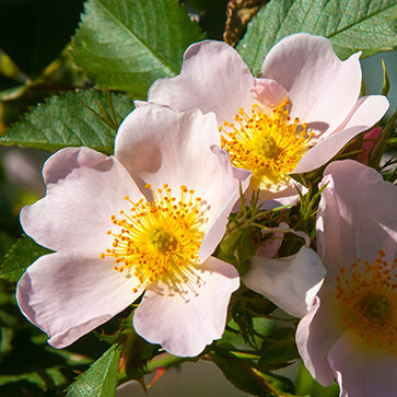 Aceite de Rosa Mosqueta