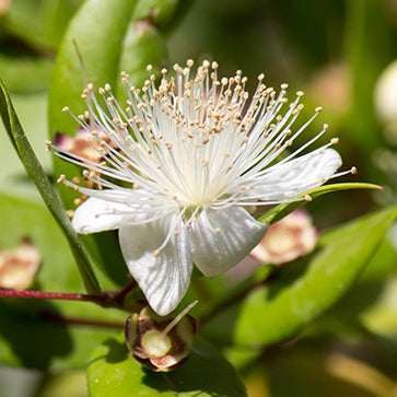 Aceite de Mirto Orgánico