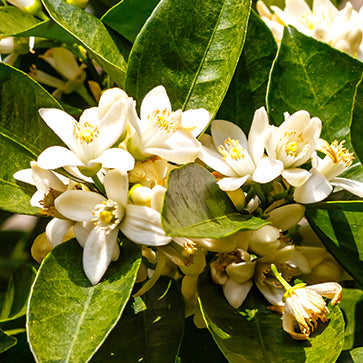 Perfume de flor de naranja Enfleurage