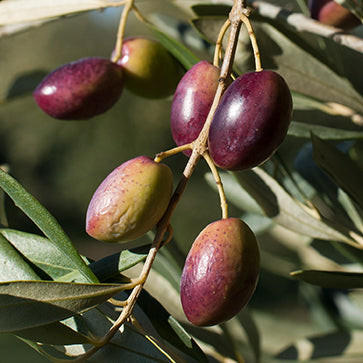 Aceite de oliva excepcional