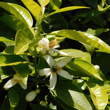 Agua Floral de Azahar