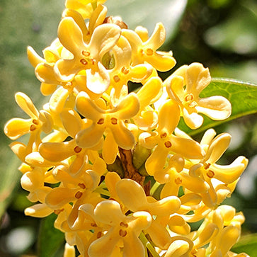 Extracto de flor de osmanthus