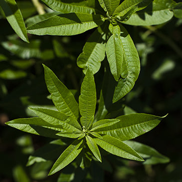 Extracto de hoja de verbena