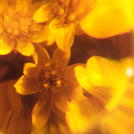 CREMA PRECIOUS IMMORTELLE_before
